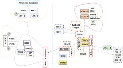 Circadian rhythm as a key player in cancer progression as well as a therapeutic target in HER2-positive advanced gastric cancer treatment